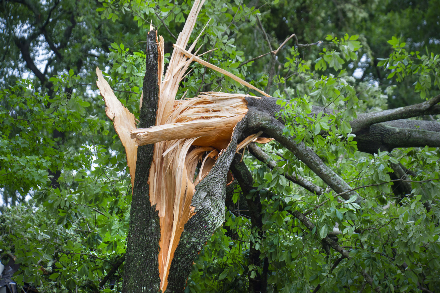 BR.stormdamagewestminster.062520 TS 135.jpg